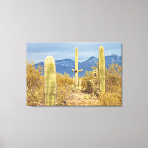 Saguaro-Kakteen in Wüstenlandschaft Leinwanddruck
