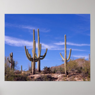 Saguaro-Kakteen, mehrere bewaffnete Riesen Poster