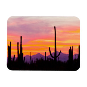 Saguaro-Kakteenwald bei Sonnenuntergang Magnet