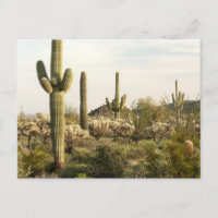 Saguaro-Kaktus, Arizona, USA