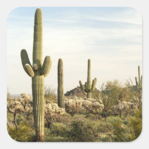 Saguaro-Kaktus, Arizona, USA Quadratischer Aufkleber