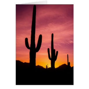 Saguaro-Kaktus bei Sonnenaufgang, Arizona