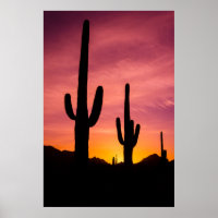 Saguaro-Kaktus bei Sonnenaufgang, Arizona