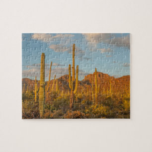 Saguaro-Kaktus bei Sonnenuntergang, Arizona