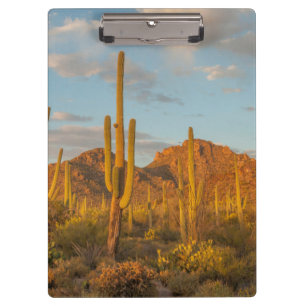 Saguaro-Kaktus bei Sonnenuntergang, Arizona Klemmbrett