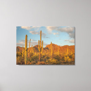 Saguaro-Kaktus bei Sonnenuntergang, Arizona Leinwanddruck