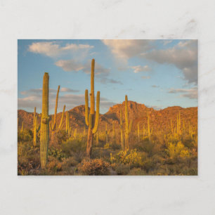 Saguaro-Kaktus bei Sonnenuntergang, Arizona Postkarte