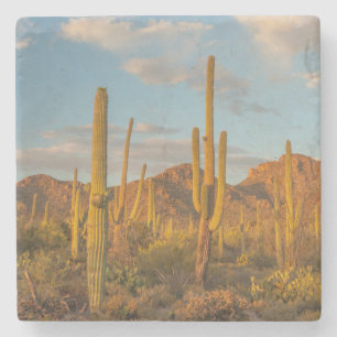 Saguaro-Kaktus bei Sonnenuntergang, Arizona Steinuntersetzer