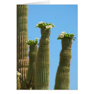 Saguaro-Kaktus-Blüten