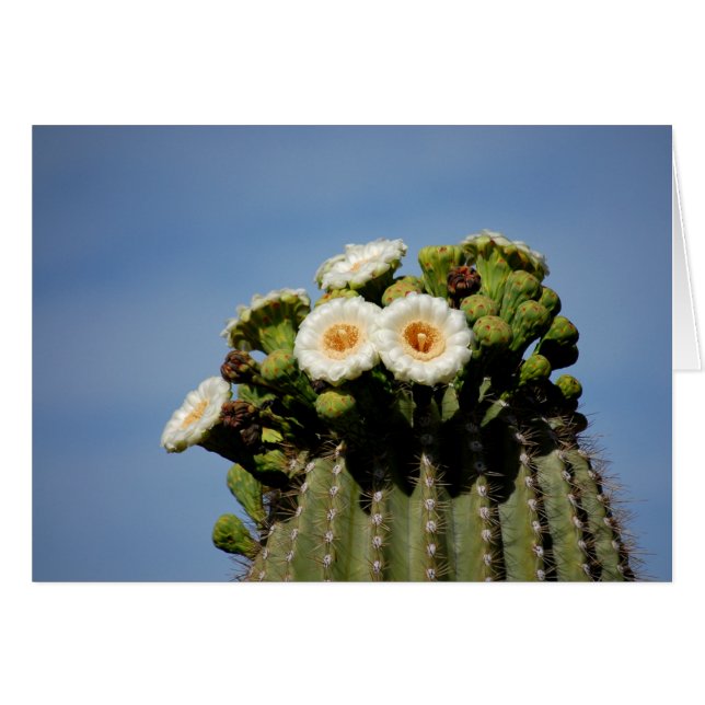 Saguaro-Kaktus-Blüten (Vorderseite (Horizontal))