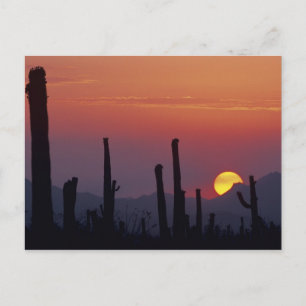 Saguaro-Kaktus Carnegiea gigantea), Sonnenuntergan Postkarte