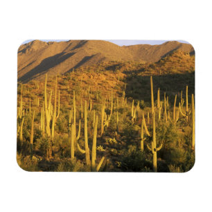 Saguaro-Kaktus im Saguaro-Nationalpark in der Nähe Magnet