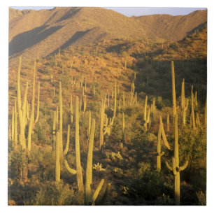 Saguaro-Kaktus im Saguaro-Nationalpark nahe Fliese