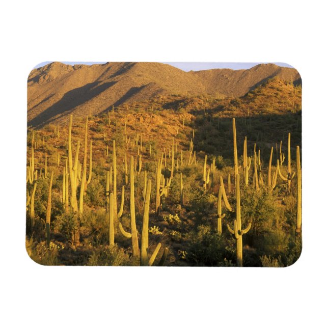 Saguaro-Kaktus im Saguaro-Nationalpark nahe Magnet (Horizontal)