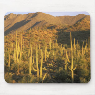 Saguaro-Kaktus im Saguaro-Nationalpark nahe Mousepad