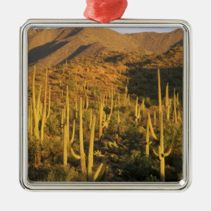 Saguaro-Kaktus im Saguaro-Nationalpark nahe Ornament Aus Metall
