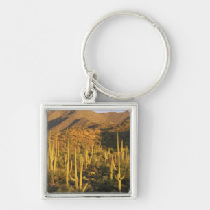 Saguaro-Kaktus im Saguaro-Nationalpark nahe Schlüsselanhänger