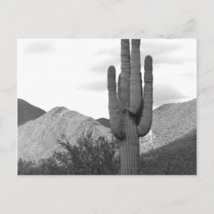 Saguaro-Kaktus-Sonora-Wüste B&W-Foto-Postkarten Postkarte