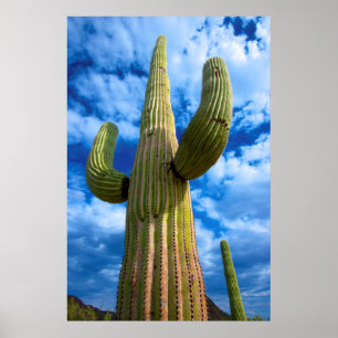 Saguaro-Kaktusporträt, Arizona Poster