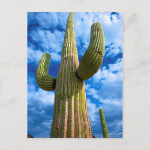 Saguaro-Kaktusporträt, Arizona Postkarte