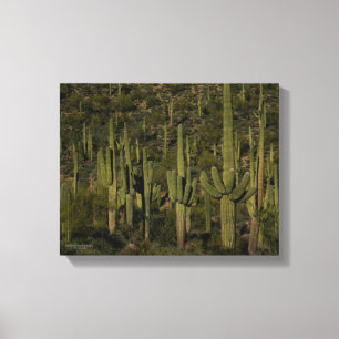 Saguaro-Kaktuswald Sonoran-Wüste Arizona Leinwanddruck
