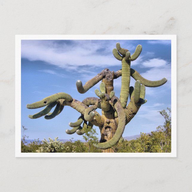 Saguaro Monster Postkarte (Vorderseite)