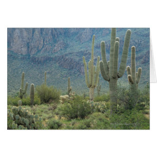 Saguaro-Nationalpark, Arizona