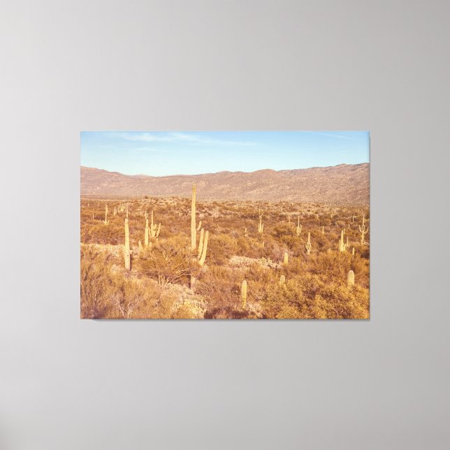 Saguaro-Nationalpark Leinwanddruck (Vorderseite)