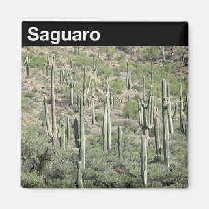 Saguaro-Nationalpark Magnet