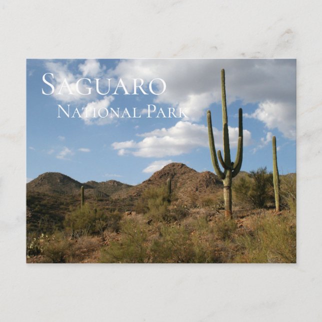Saguaro-Nationalpark Postkarte (Vorderseite)