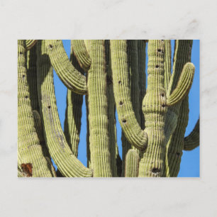 Saguaro Postcard Postkarte