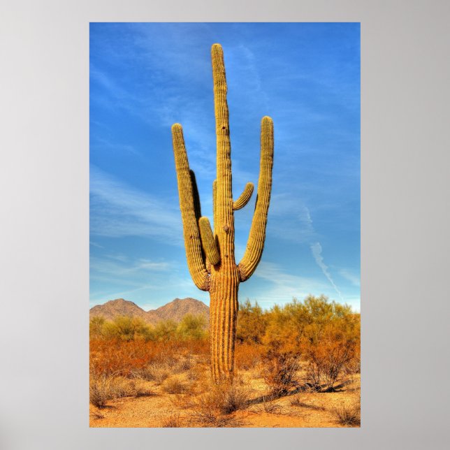 Saguaro Poster (Vorne)
