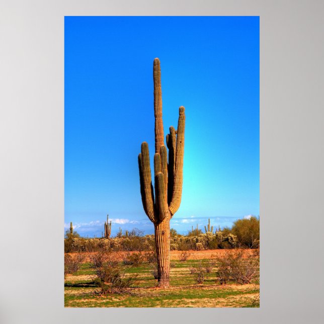 Saguaro Poster (Vorne)