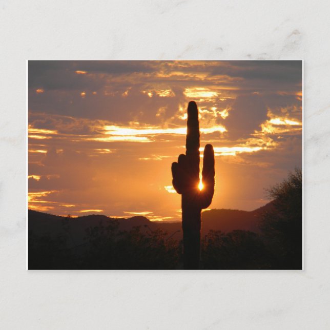 Saguaro Rays Postkarte (Vorderseite)