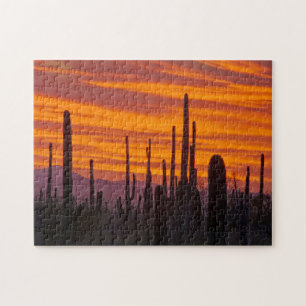Saguaro, Sonnenuntergang, Nationalpark Saguaro