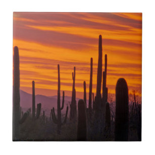 Saguaro, Sonnenuntergang, Nationalpark Saguaro Fliese