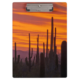 Saguaro, Sonnenuntergang, Nationalpark Saguaro Klemmbrett