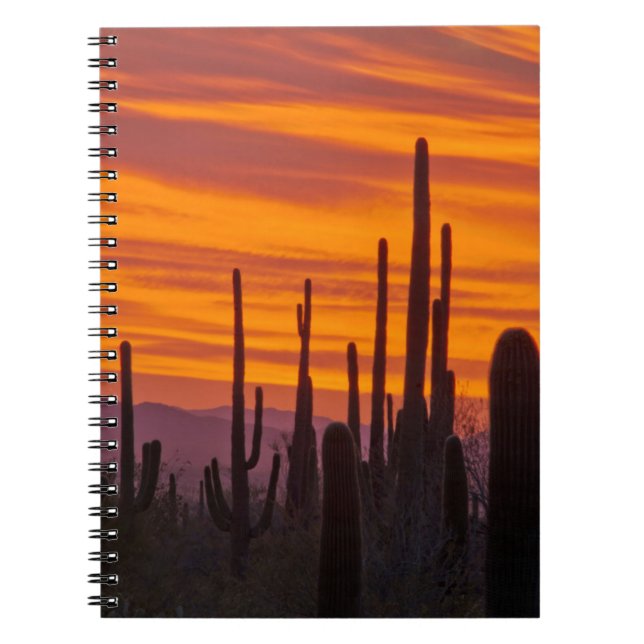 Saguaro, Sonnenuntergang, Nationalpark Saguaro Notizblock (Vorderseite)