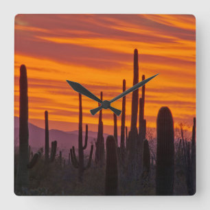 Saguaro, Sonnenuntergang, Nationalpark Saguaro Quadratische Wanduhr