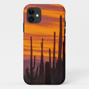Saguaro, Sonnenuntergang, Saguaro-Nationalpark iPhone 11 Hülle