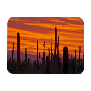 Saguaro, Sonnenuntergang, Saguaro Nationalpark Magnet