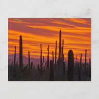Saguaro, Sonnenuntergang, Saguaro Nationalpark