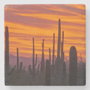 Saguaro, Sonnenuntergang, Saguaro-Nationalpark Steinuntersetzer