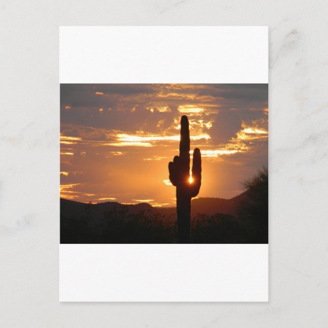Saguaro-Strahlen Postkarte (Vorderseite)