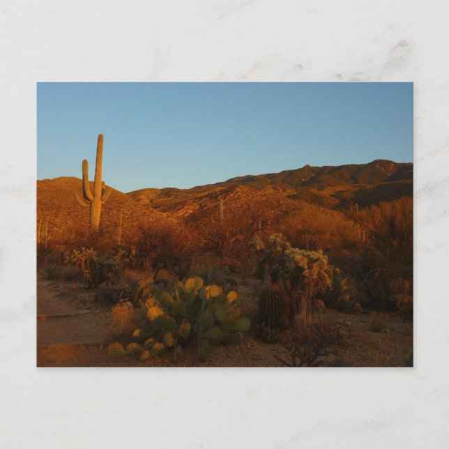 Saguaro Sunset I Arizona Wüste Landschaft Postkarte (Vorderseite)