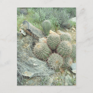 Saguaro Swirl Cactus Sonora Arizona Foto Postkarte