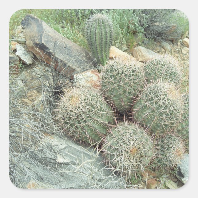 Saguaro Swirl Wüstenkaktus Custom Sticker Decal (Vorderseite)