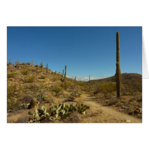 Saguaro's Carillo Trail im Saguaro National Park