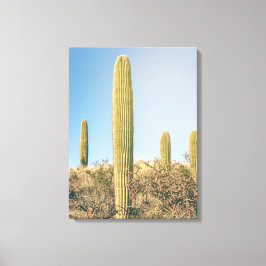 Saguaros Leinwanddruck
