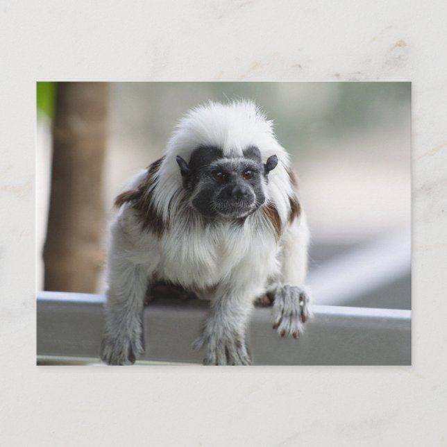 Saguinus oedipus postkarte (Vorderseite)